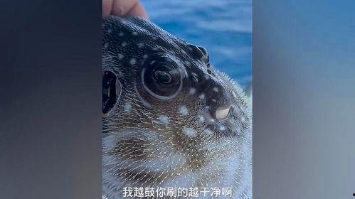 河豚生气视频,水下“愤怒”表情大揭秘