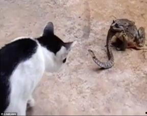 猫与蛇斗视频欣赏,一场惊心动魄的生存较量