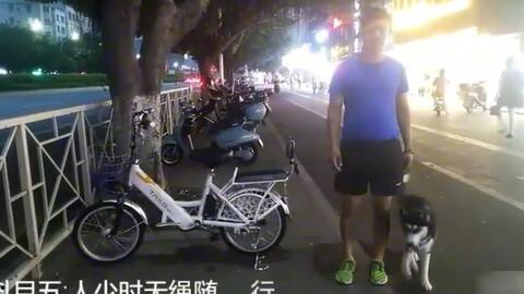 串珠贵宾狗视频全教程,从入门到精通