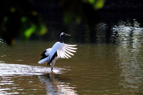白鹤亮翅视频分解教学,白鹤亮翅太极拳动作分解教学