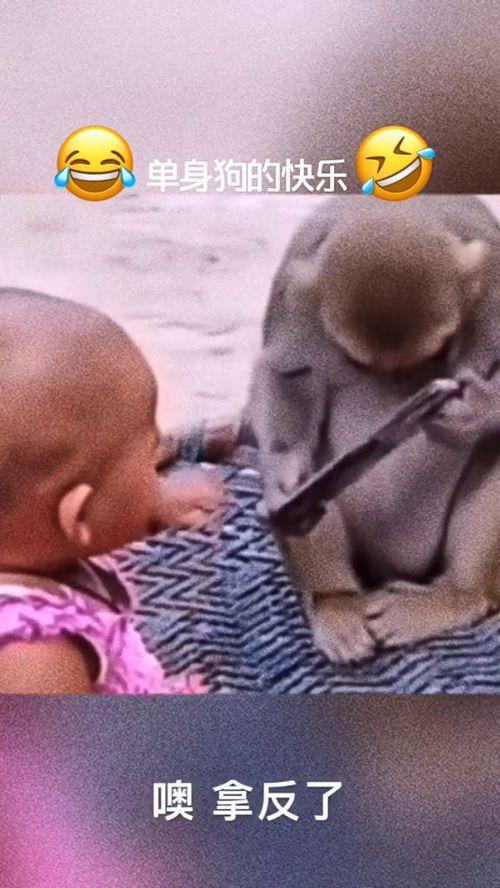 太热了热成狗搞笑视频,热成狗！搞笑视频带你感受夏日炎炎