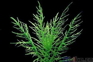 水罗兰修剪视频,视频教程带你轻松掌握