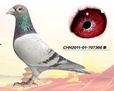 北京宋晨信鸽视频,揭秘信鸽竞速的魅力瞬间