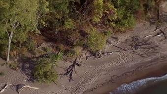 每日农经野猪养殖视频,从放养到丰收的每日农经之旅