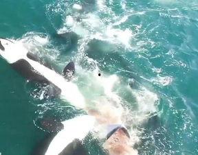 须鲸喷水的视频,揭秘海洋巨兽的壮观一幕